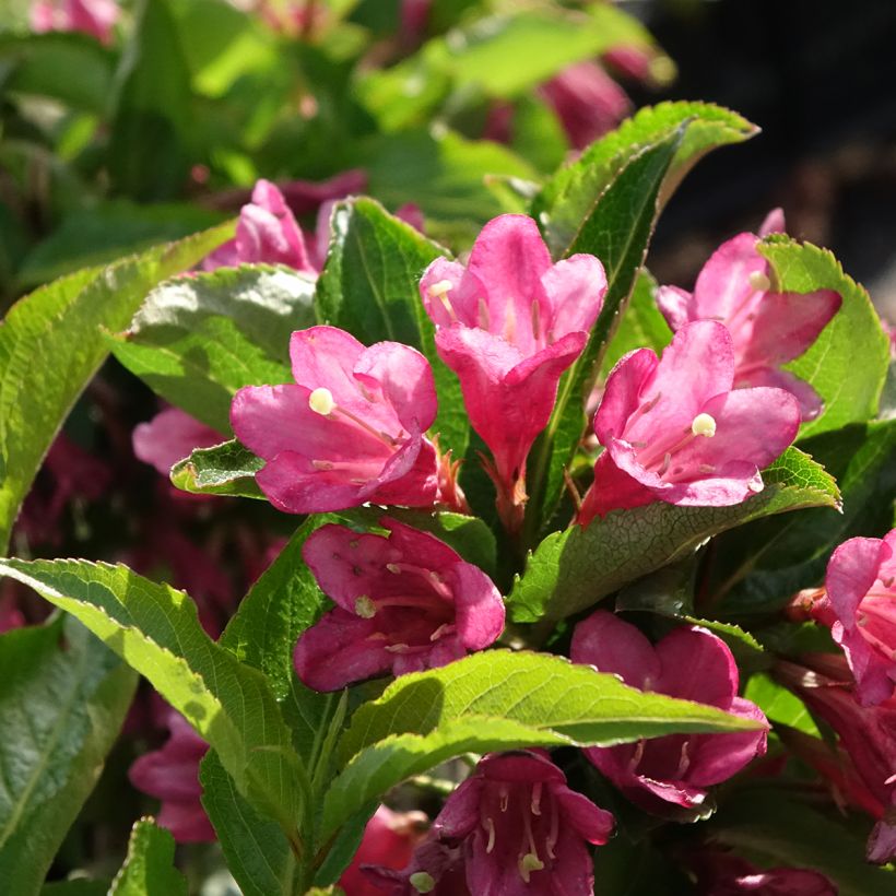 Weigela florida Korea (Floraison)