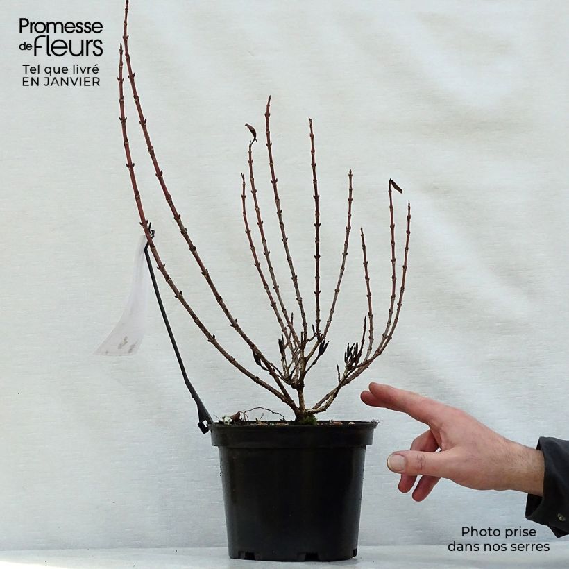 Spécimen de Weigela florida Magical Rainbow Pot de 3L/4L tel que livré en hiver