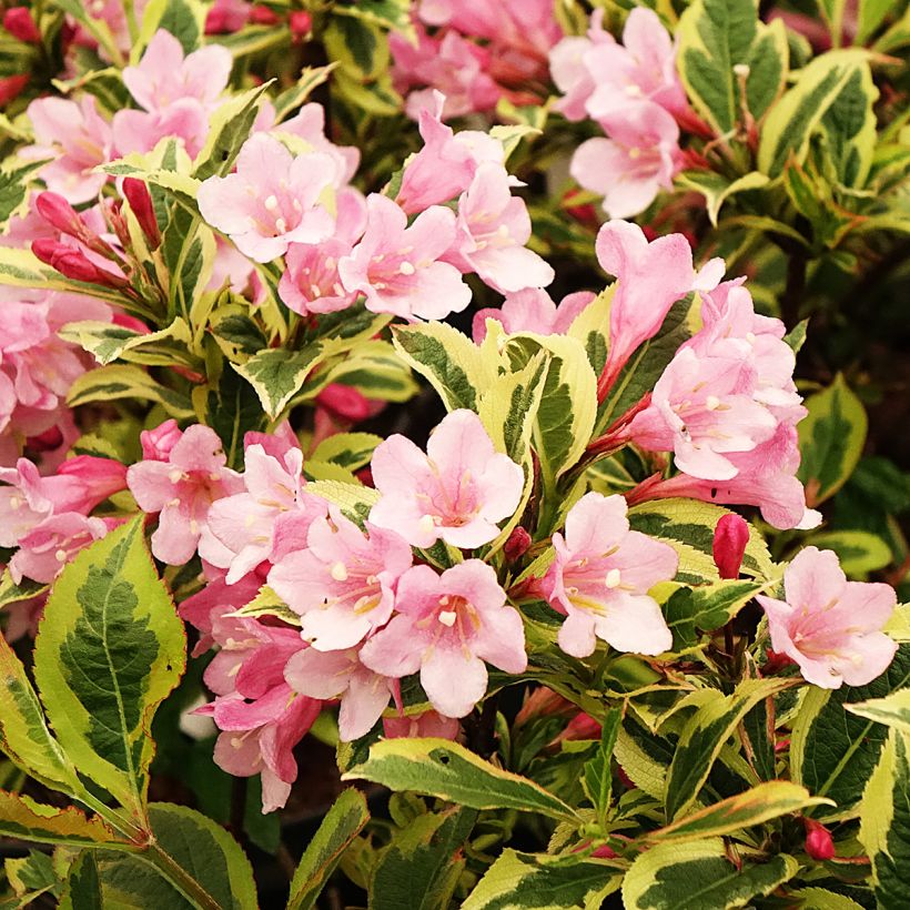 Weigela florida Magical Rainbow (Floraison)