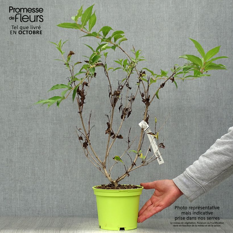 Spécimen de Weigela florida Marjorie Pot de 2L/3L tel que livré en automne