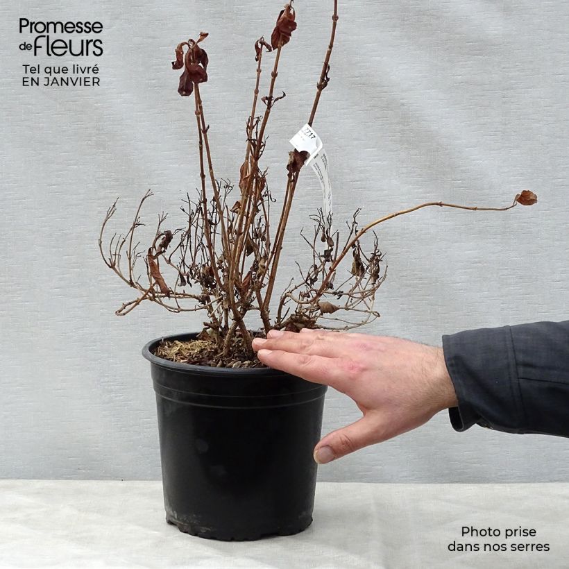 Spécimen de Weigela florida Minor Black Pot de 2L/3L tel que livré en hiver