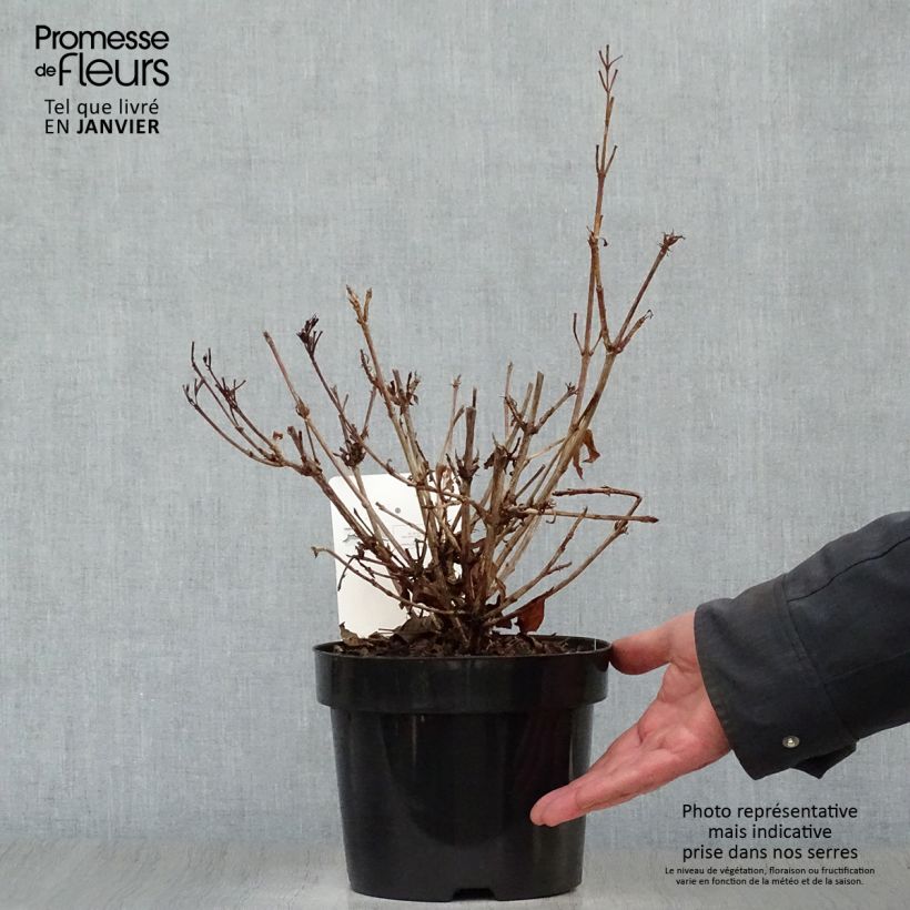 Spécimen de Weigela florida Brigela Pot de 2L/3L tel que livré en hiver