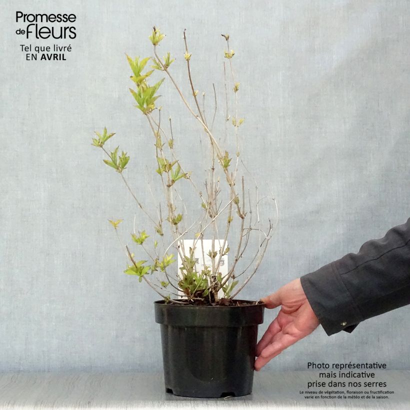 Spécimen de Weigela florida Brigela Pot de 2L/3L tel que livré au printemps