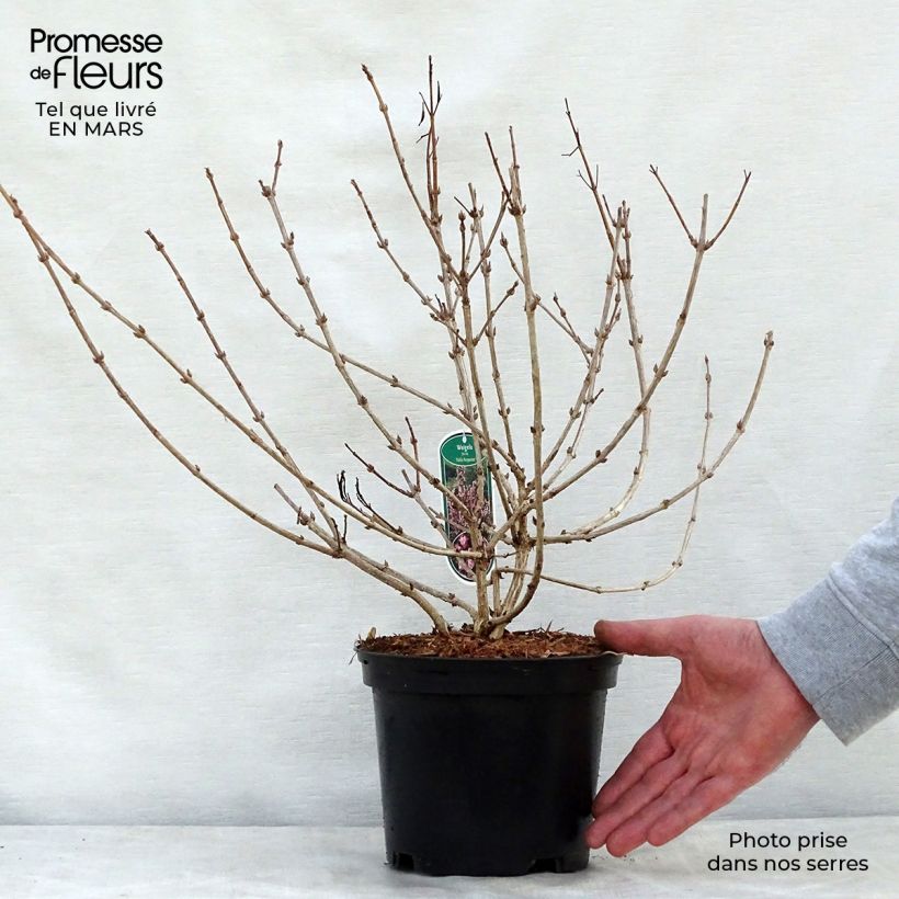 Spécimen de Weigela florida Nana Purpurea - Weigélia pourpre nain  Pot de 3L/4L tel que livré au printemps