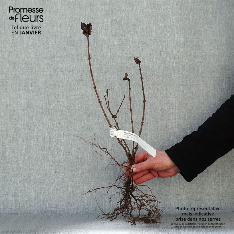 Spécimen de Weigela florida Nana Purpurea - Weigélia pourpre nain  Petites Racines nues tel que livré en hiver