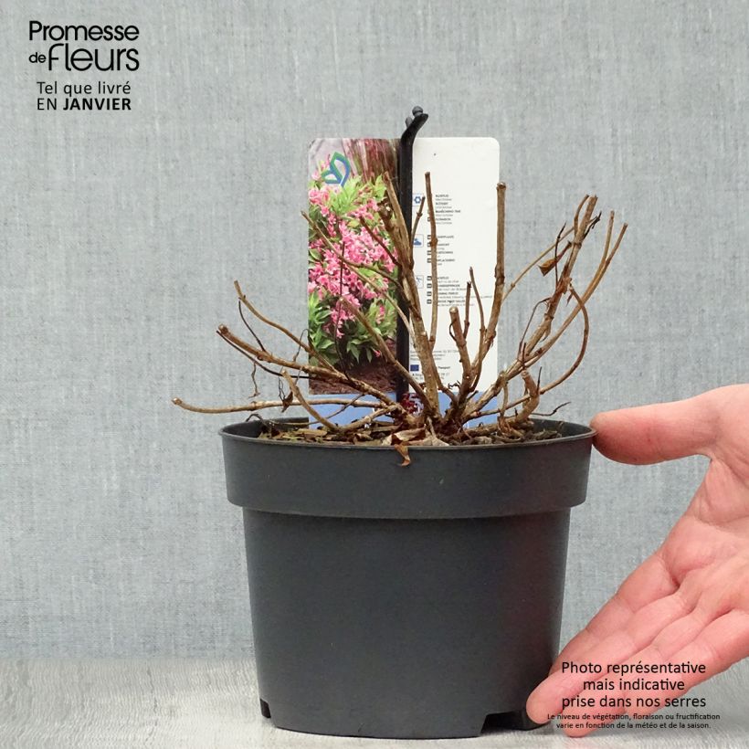 Spécimen de Weigela florida Picobella Rosa - Weigélia nain  Pot de 2L/3L tel que livré en hiver