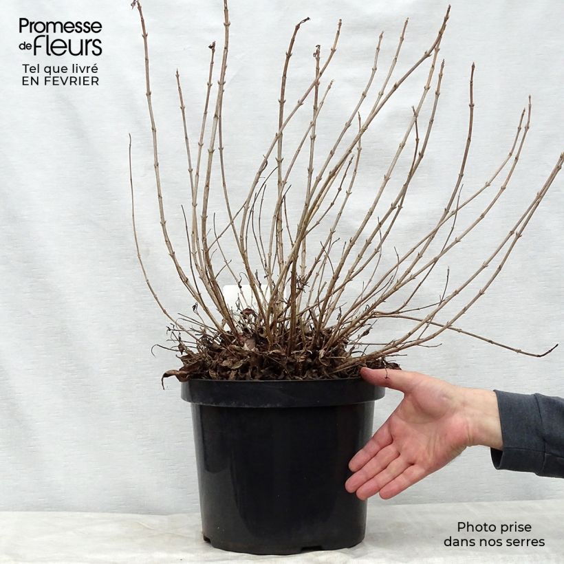 Spécimen de Weigela florida Pink Poppet Pot de 7,5L/10L tel que livré en hiver