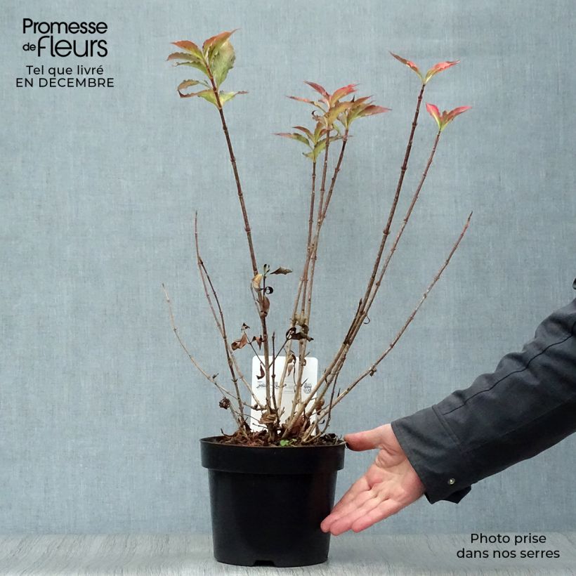 Spécimen de Weigela florida Pink Poppet Pot de 3L/4L tel que livré en hiver