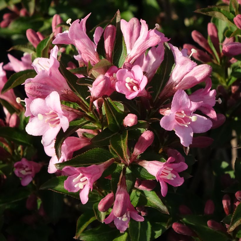 Weigela florida Pink Poppet (Floraison)