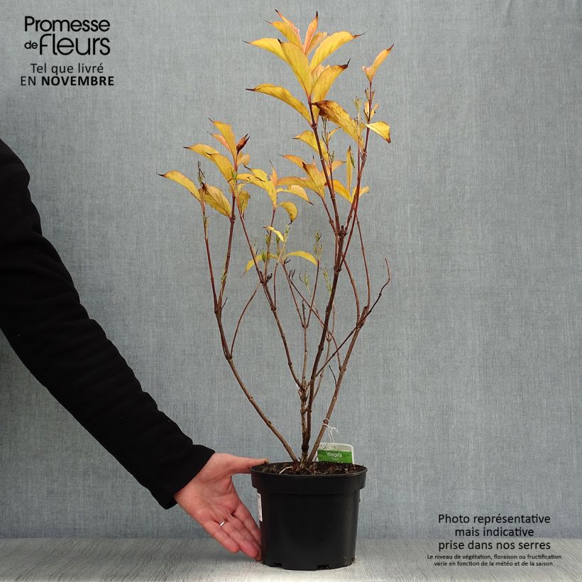 Spécimen de Weigela florida Rosea - Weigélia Pot de 2L/3L tel que livré en automne