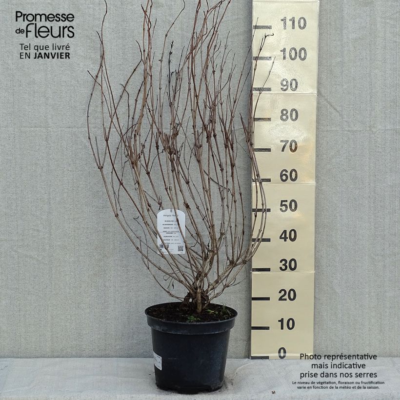 Spécimen de Weigela florida Rosea - Weigélia Pot de 7,5L/10L tel que livré en hiver