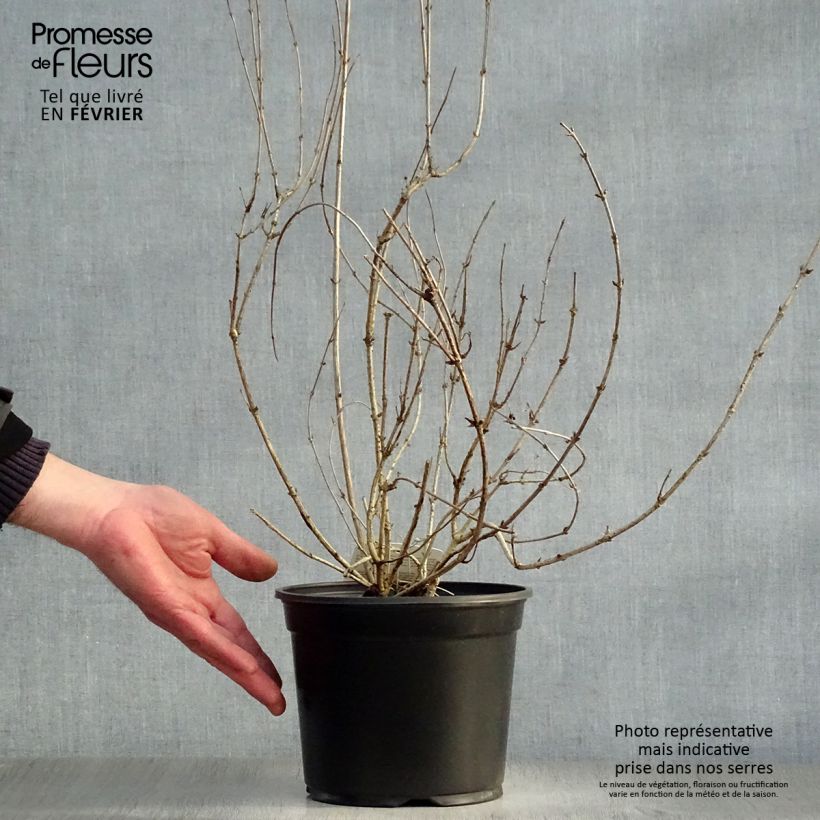 Spécimen de Weigela florida Victoria Pot de 2L/3L tel que livré en hiver