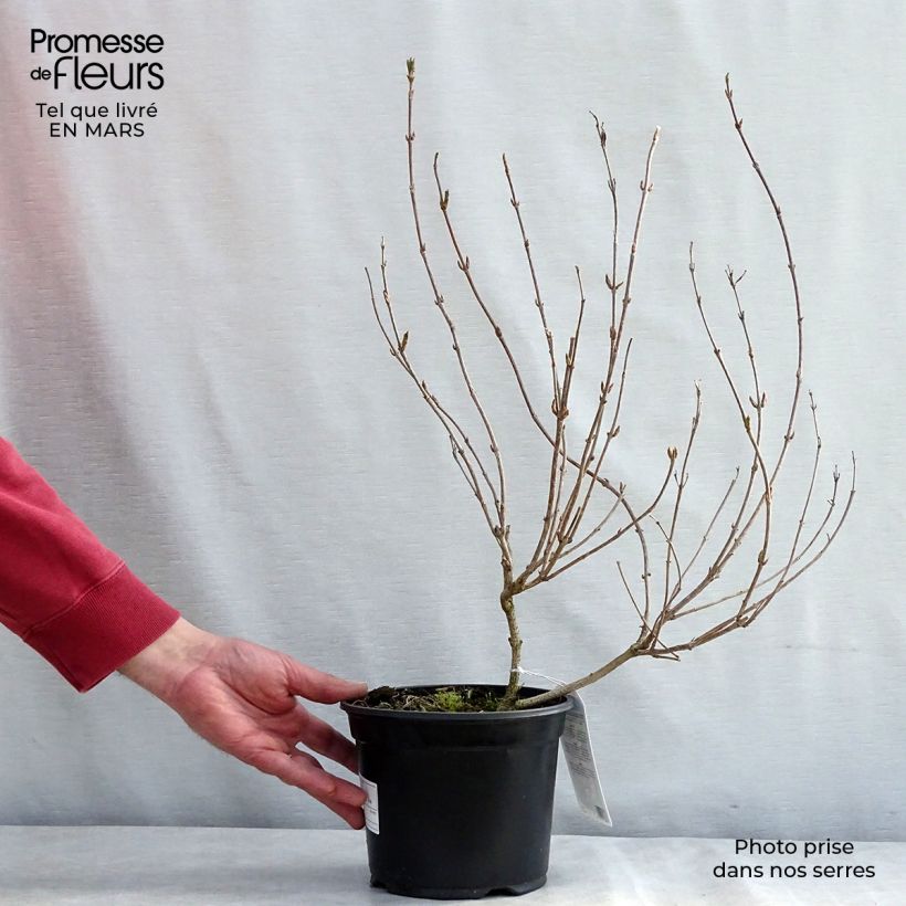 Spécimen de Weigela hybride Carnaval Pot de 3L/4L tel que livré en hiver