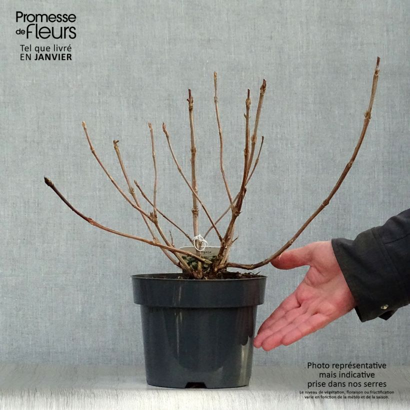 Spécimen de Weigela middendorffiana Pot de 3L/4L tel que livré en hiver