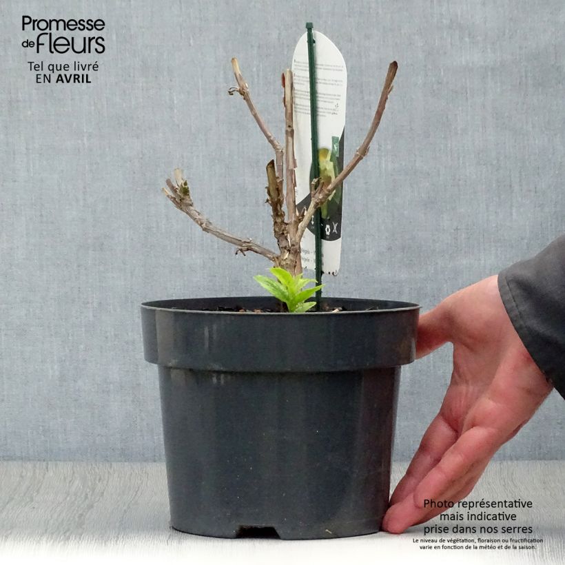 Spécimen de Weigela middendorffiana Pot de 3L/4L tel que livré au printemps