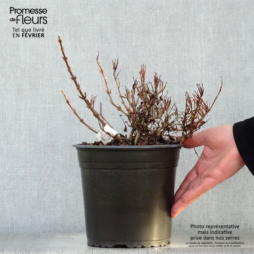 Spécimen de Weigelia All Summer Peach Pot de 3L/4L tel que livré en hiver