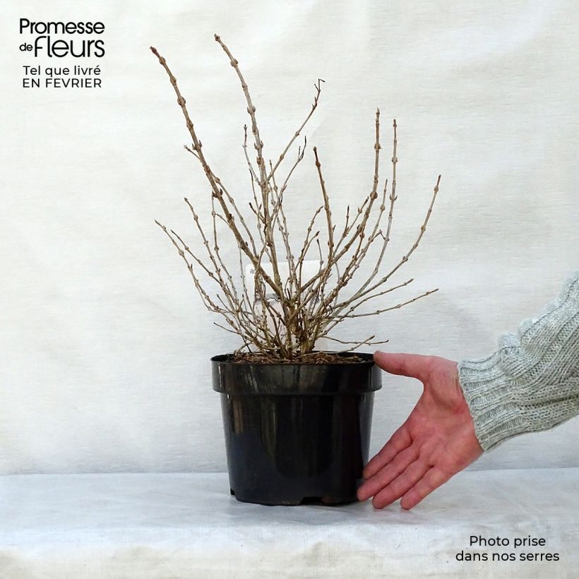 Spécimen de Weigelia florida Monet Verweig Pot de 2L/3L tel que livré en hiver