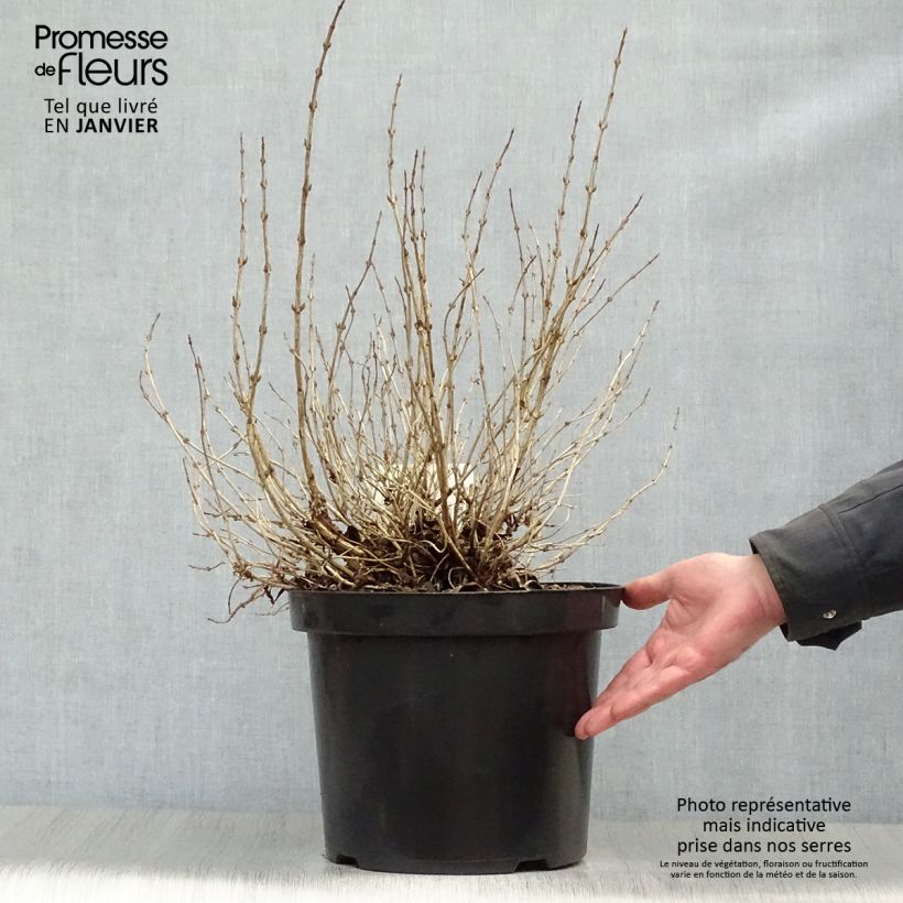 Spécimen de Weigelia florida Monet Verweig Pot de 7,5L/10L tel que livré en hiver