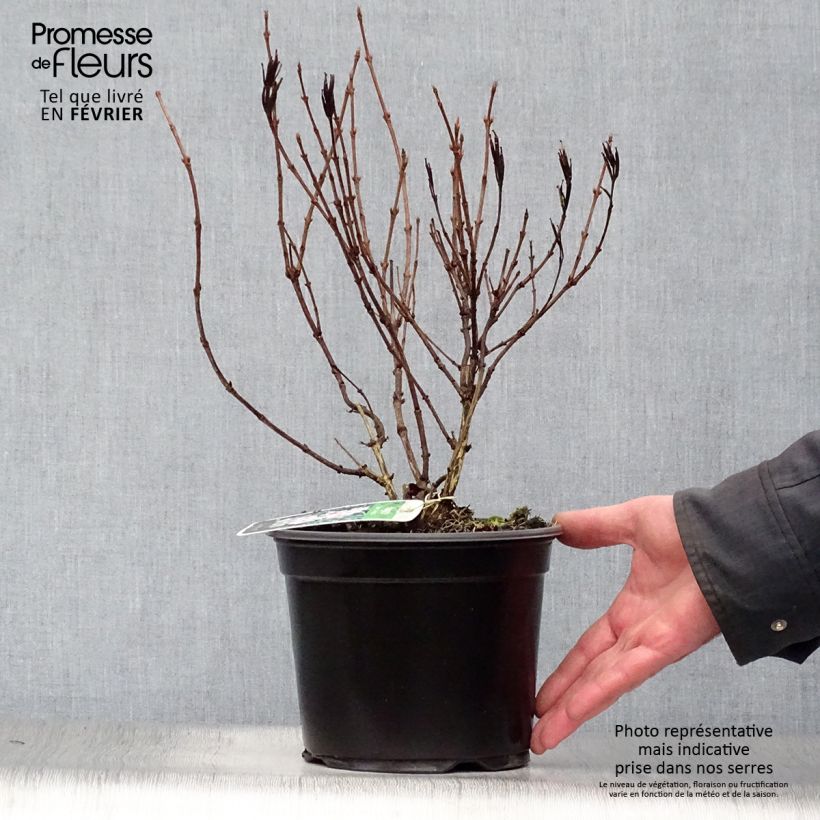 Spécimen de Weigelia florida Nana Variegata - Weigela panaché  Pot de 2L/3L tel que livré en hiver