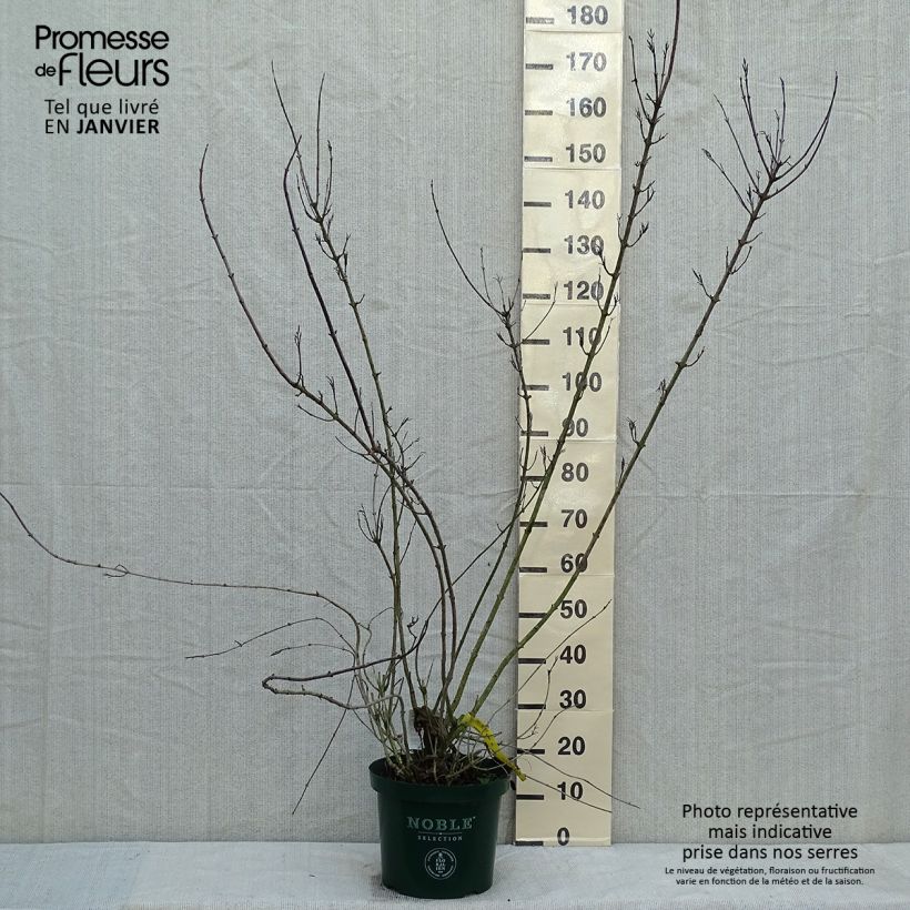 Spécimen de Weigelia florida Polka - Weigela nain Pot de 7,5L/10L tel que livré en hiver