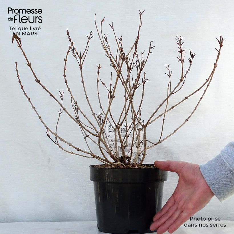 Spécimen de Weigelia florida Princess Ayla Pot de 3L/4L tel que livré au printemps