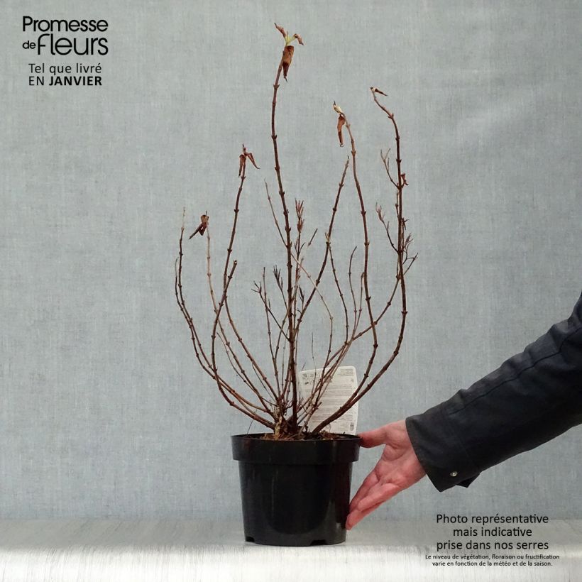 Spécimen de Weigelia florida Princess Ayla Pot de 3L/4L tel que livré en hiver