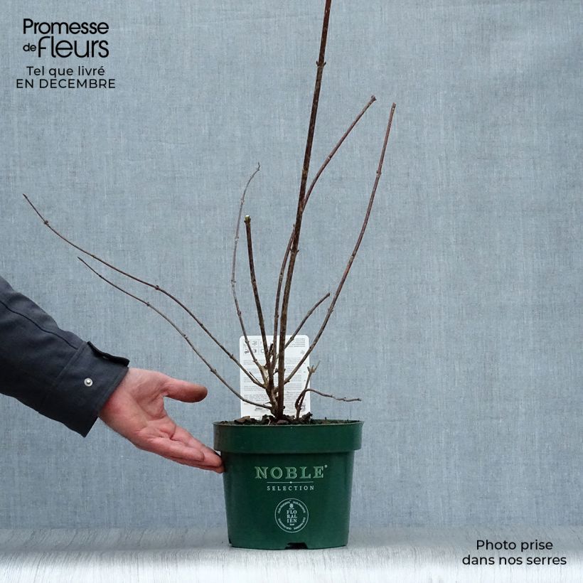 Spécimen de Weigelia florida Polka - Weigela nain Pot de 2L/3L tel que livré en hiver