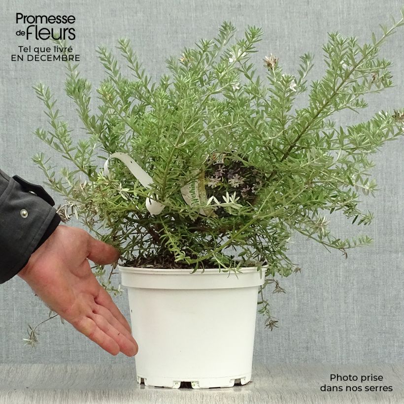 Spécimen de Westringia fruticosa Blanc - Romarin d'Australie Pot de 2L/3L tel que livré en hiver