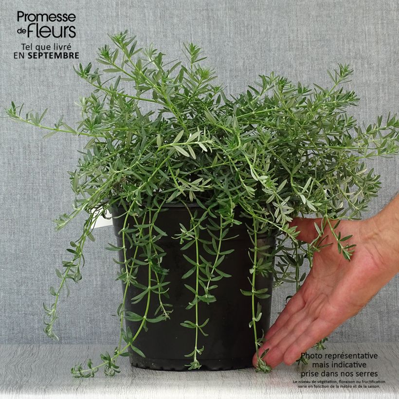 Spécimen de Westringia fruticosa Mundi - Romarin d'Australie Pot de 3L/4L tel que livré en automne