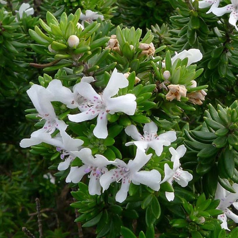 Westringia fruticosa Branco (Floração)