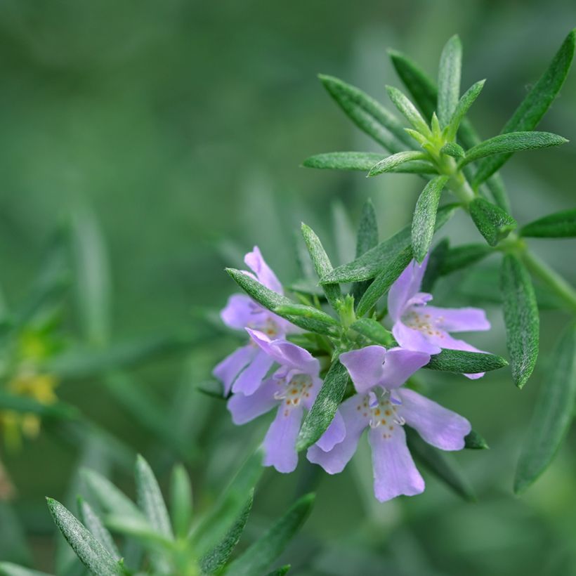 Westringia glabra (Feuillage)