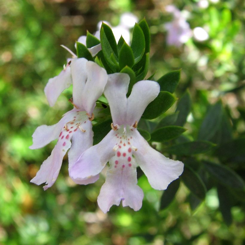 Westringia glabra (Floraison)
