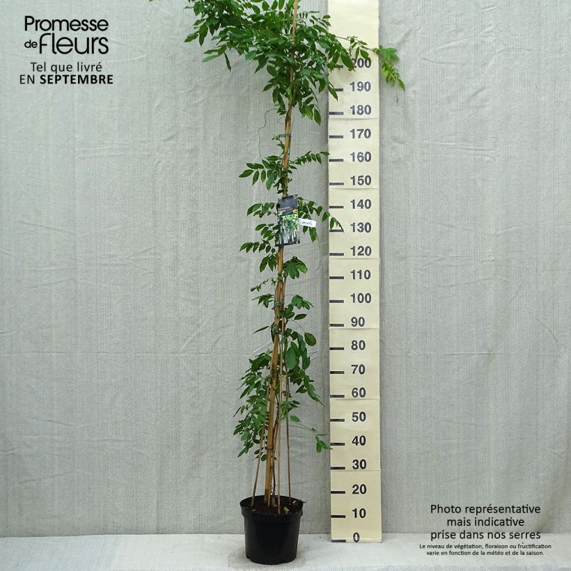 Spécimen de Glycine du Japon - Wisteria floribunda Shiro-noda Pot de 4L/5L tel que livré en automne