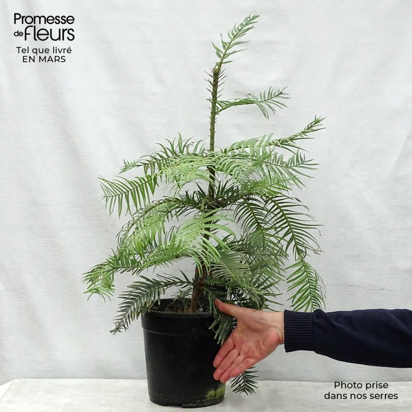 Spécimen de Wollemia nobilis - Pin de Wollemi Pot de 6L/7L tel que livré au printemps