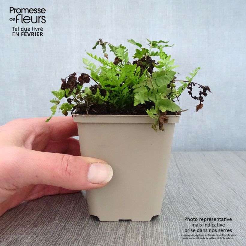 Spécimen de Woodsia obtusa - Fougère Godet de 8/9 cm tel que livré en hiver