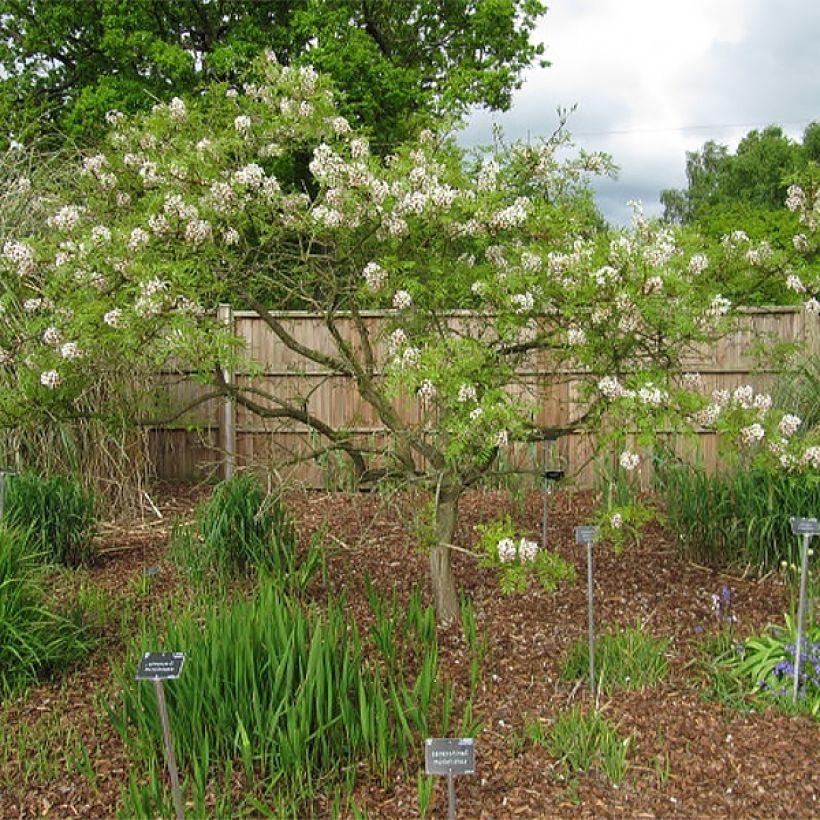 Xanthoceras sorbifolium (Port)