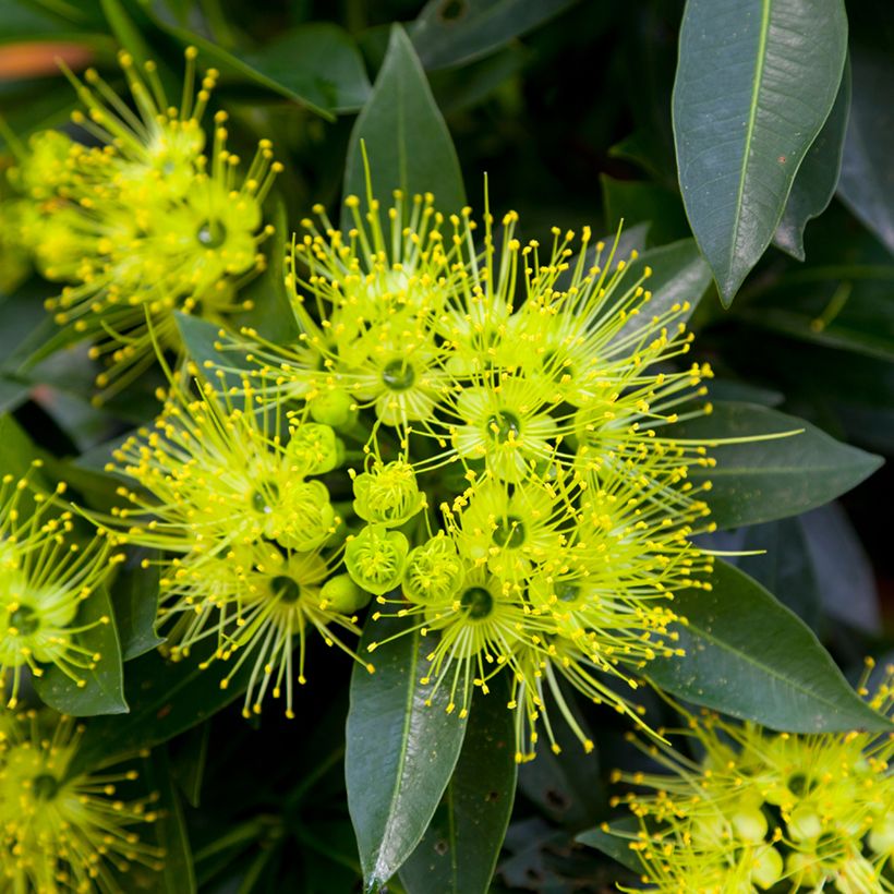 Xanthostemon chrysanthus - Penda doré (Floraison)
