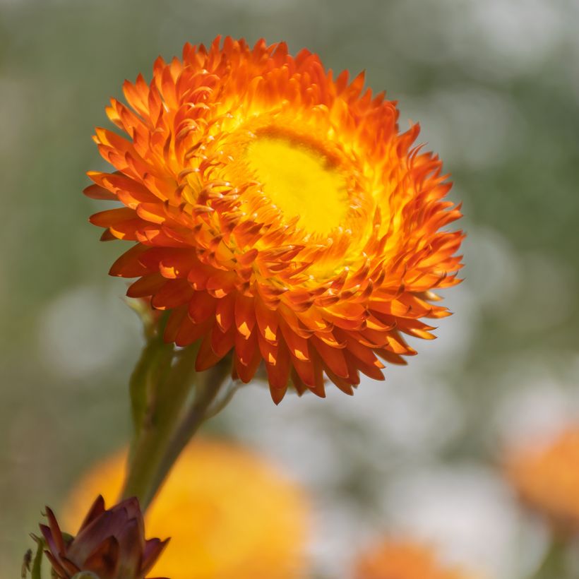 Xerochrysum Granvia Dark Orange Flame - Immortelle (Feuillage)