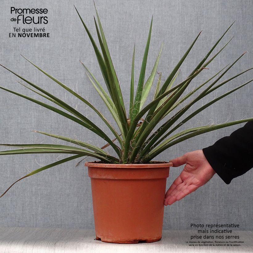 Spécimen de Yucca banane - Yucca baccata Pot de 7,5L/10L tel que livré en automne