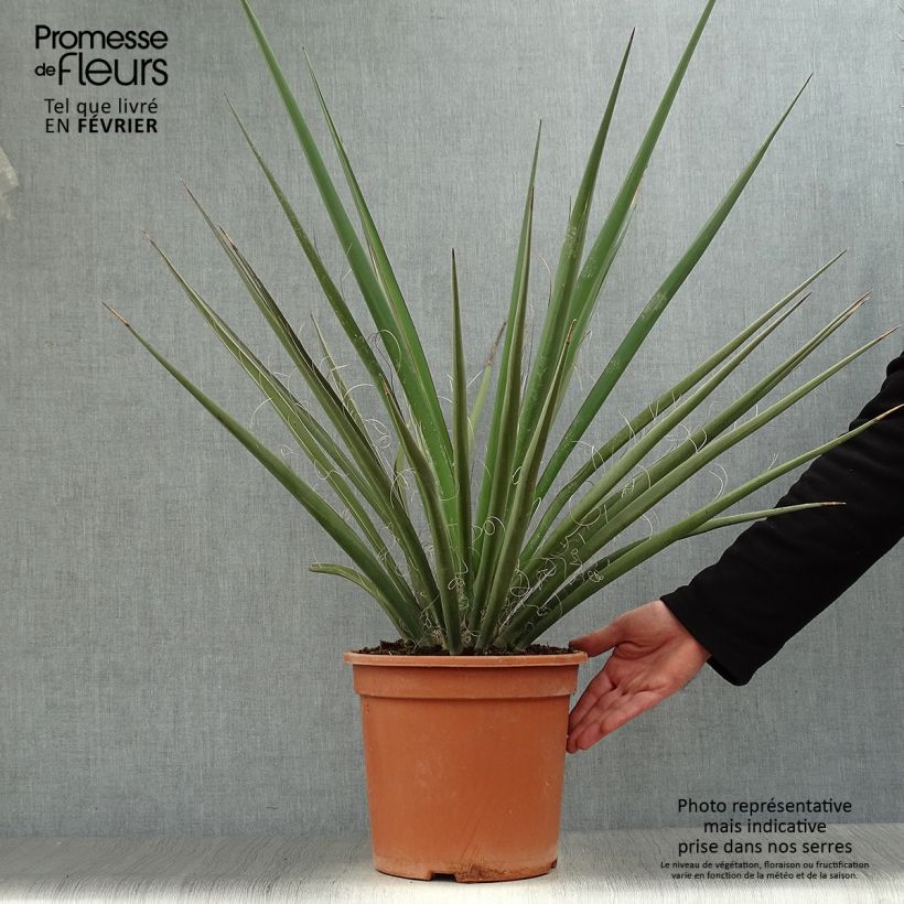 Spécimen de Yucca banane - Yucca baccata Pot de 7,5L/10L tel que livré en hiver