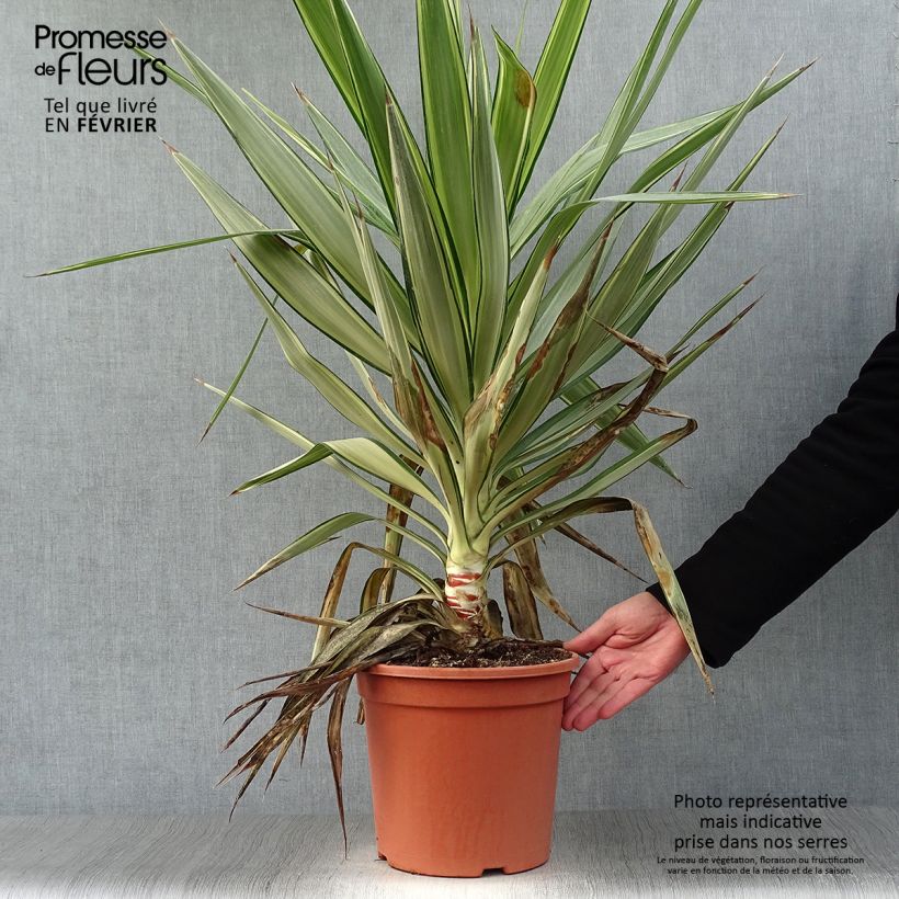 Spécimen de Yucca elephantipes Jewel - Yucca pied d'éléphant panaché Pot de 7,5L/10L tel que livré en hiver
