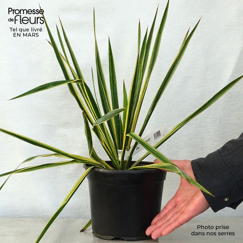 Spécimen de Yucca filamentosa Bright Edge - Yucca filamenteux Pot de 2L/3L tel que livré au printemps