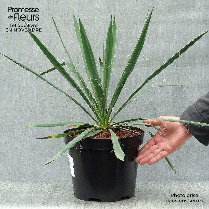 Spécimen de Yucca filamentosa Pot de 6L/7L tel que livré en automne