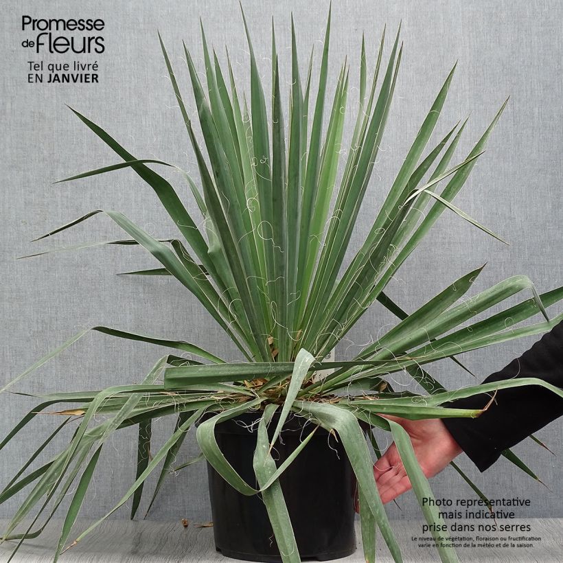 Spécimen de Yucca filamentosa Pot de 6L/7L tel que livré en hiver