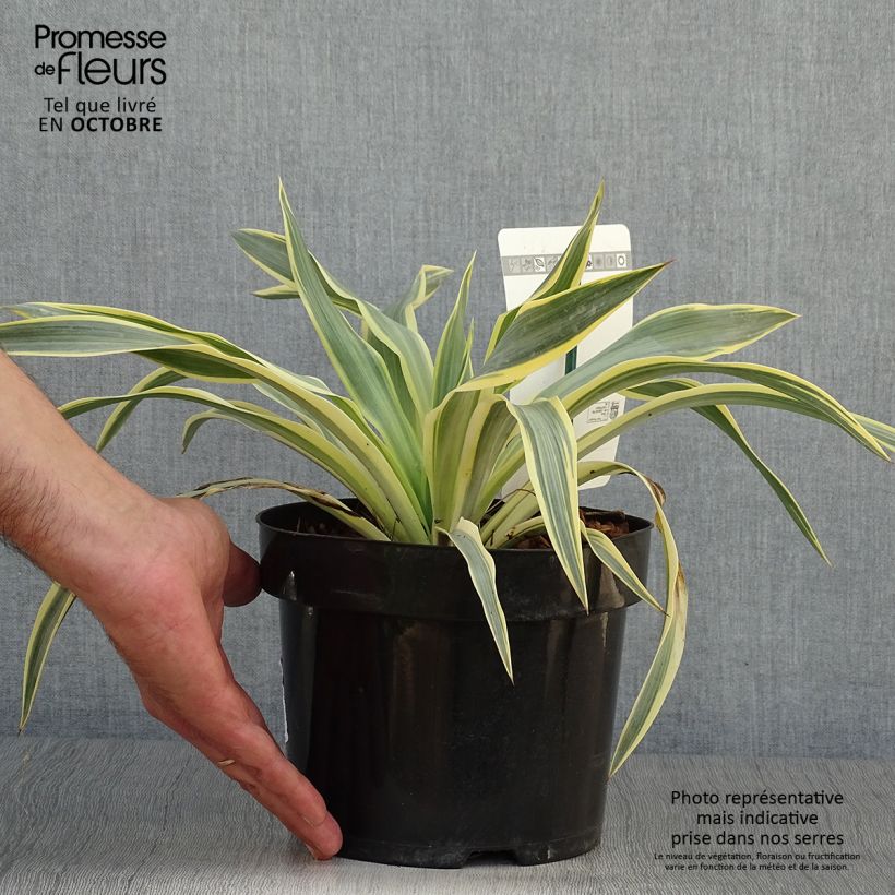Spécimen de Yucca gloriosa Citrus twist® - Dague espagnole Pot de 2L/3L tel que livré en automne