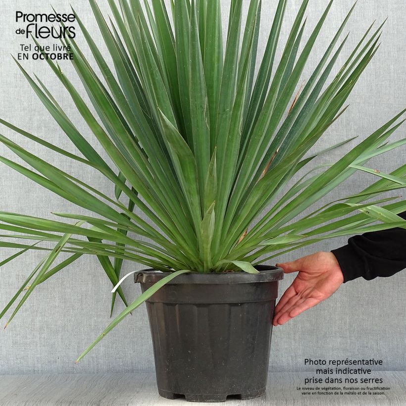 Spécimen de Yucca gloriosa - Dague espagnole Pot de 7,5L/10L tel que livré en automne
