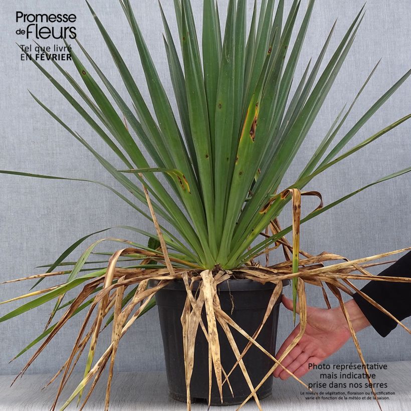 Spécimen de Yucca gloriosa - Dague espagnole Pot de 7,5L/10L tel que livré en hiver