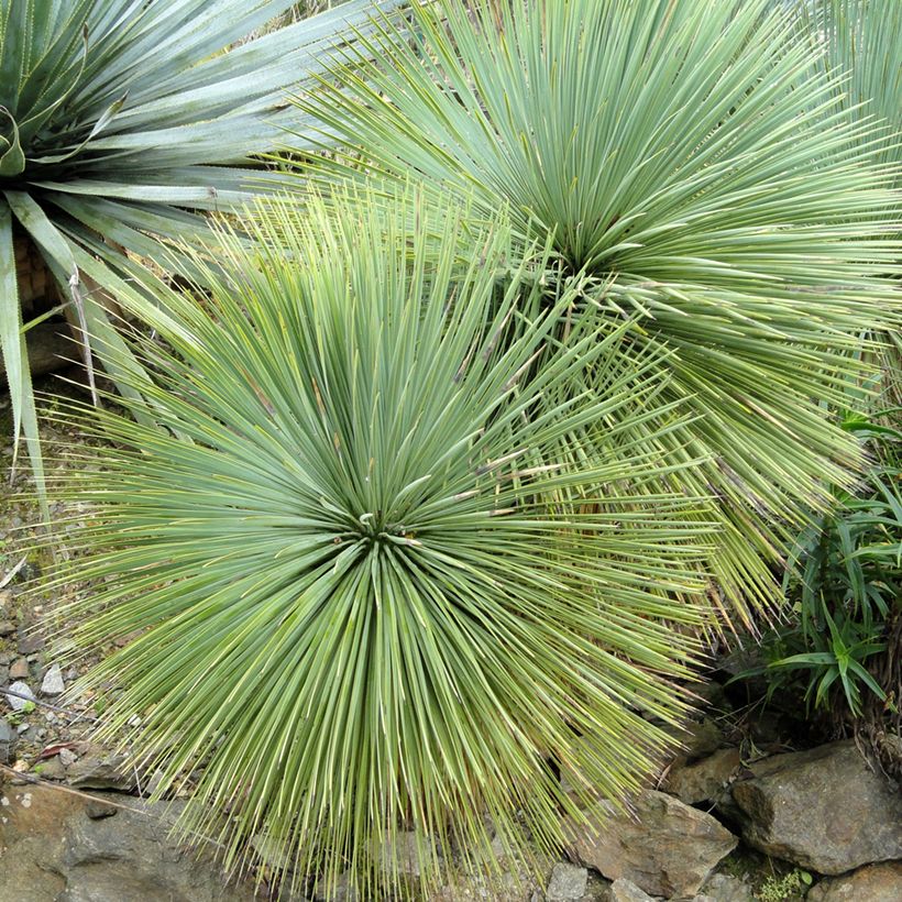 Yucca linearifolia - Yucca à feuilles linéaires (Feuillage)