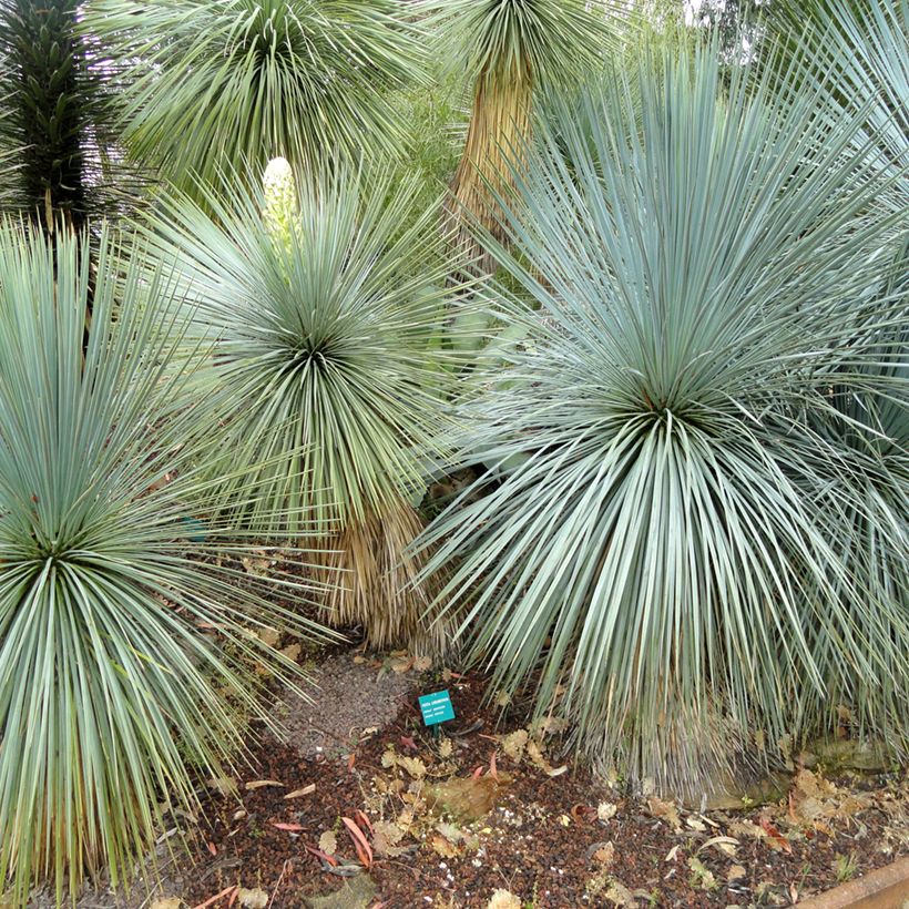 Yucca linearifolia - Yucca à feuilles linéaires (Port)