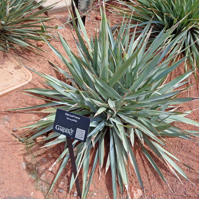 Yucca pallida (Feuillage)